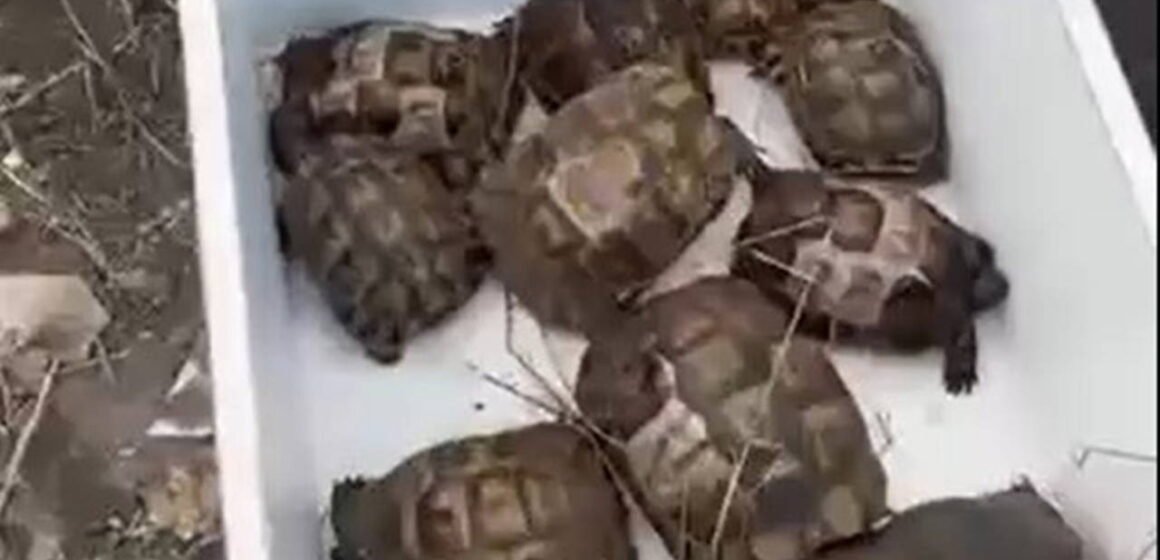 Yalova'da alevlerin arasından kurtarılan 11 kaplumbağanın kutuya alınarak veteriner birimine teslim edilmesi