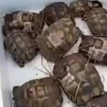Yalova'da alevlerin arasından kurtarılan 11 kaplumbağanın kutuya alınarak veteriner birimine teslim edilmesi
